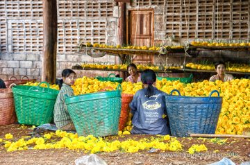 Vykorisťované barmské nádenníčky pomáhajú vytvárať imidž Thajska zasypaného kvetmi