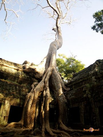 Svätyňa Ta Prohm v komplexe Angkor Wat, Kambodža.