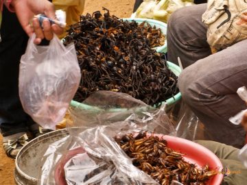 Kambodžská pochúťka: vyprážané tarantule a vyprážané včely