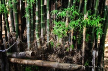Bambusové zátišie