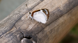Okolo vodopádov lietajú kŕdle motýľov