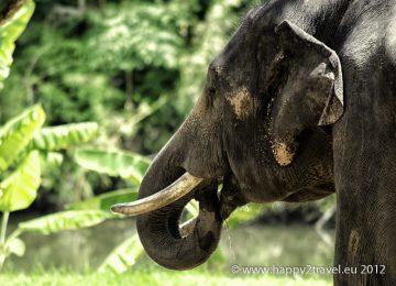 Týranie slonov je v Thajsku na dennom poriadku