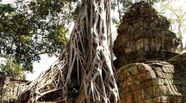 Svätyňa Ta Prohm v Angkor Wat, Kambodža. Pohľady, ktoré vyrážajú dych